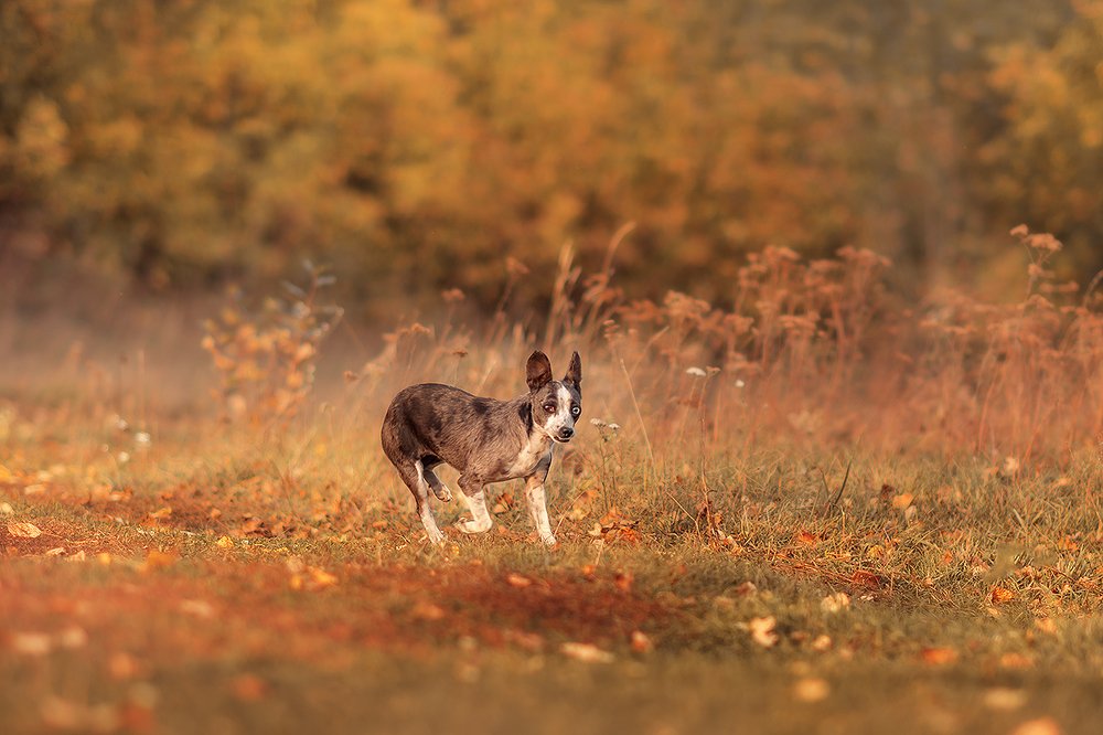 Фотография автора Елена Баклач