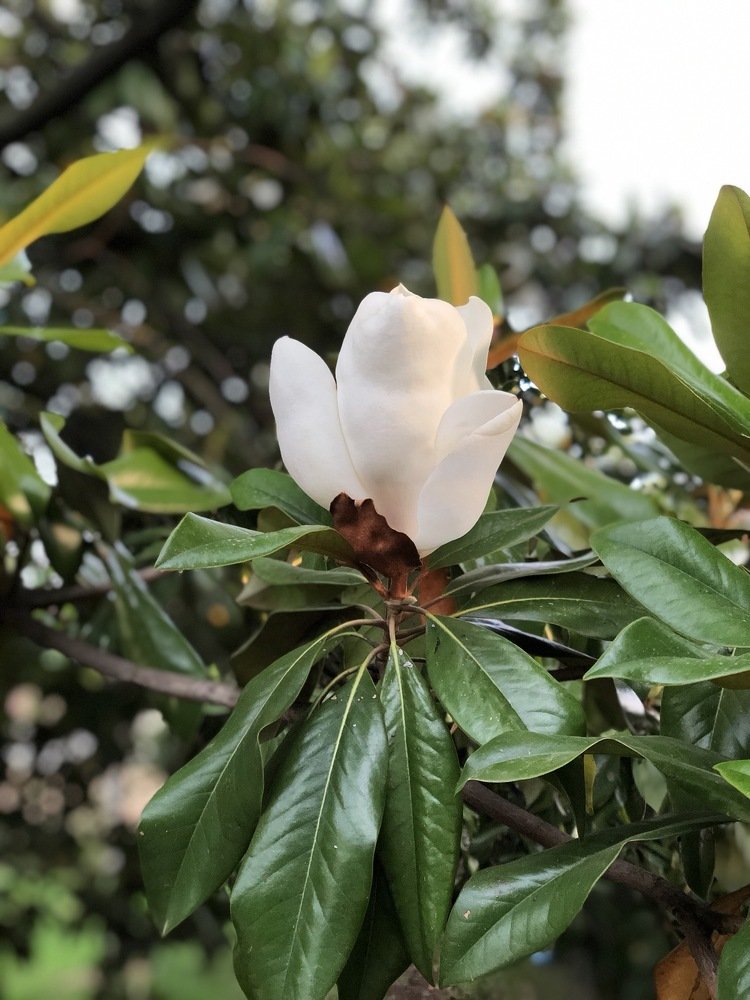 Breath of Magnolia 2