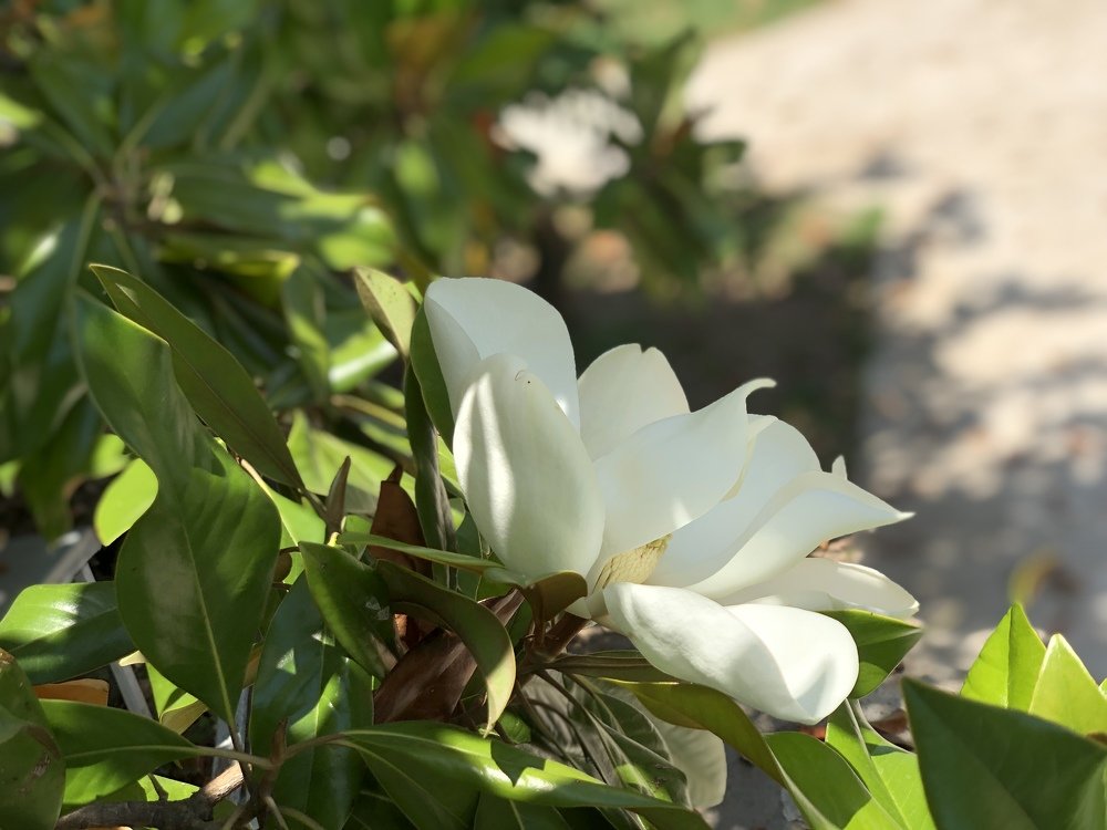 Breath of Magnolia 1