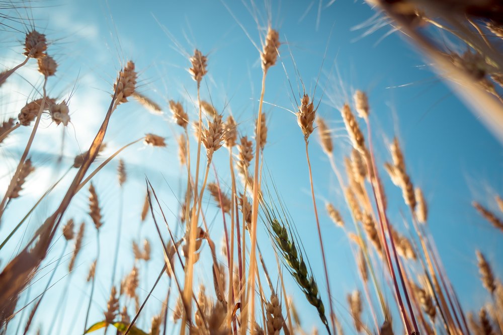 Тянутся к небу