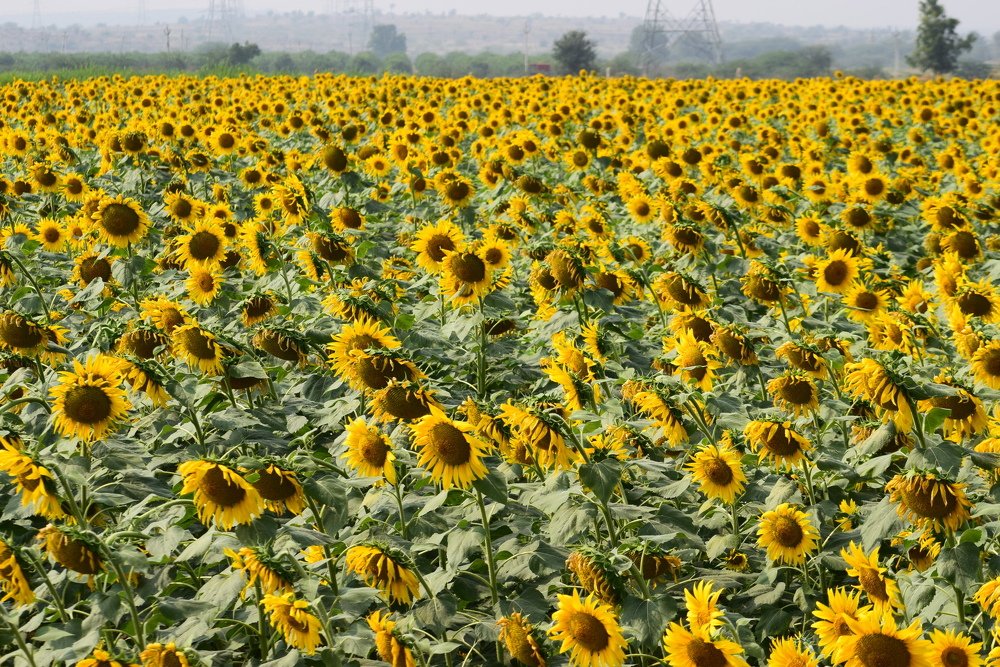 Photograph by s s subrahmanyam