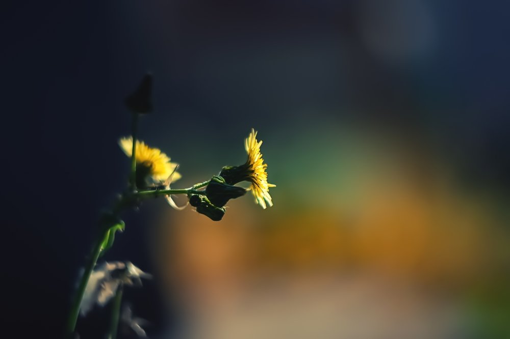 Photograph by Lizbeth Mau