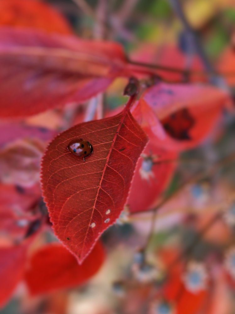 Photograph by Юрий Филицкий