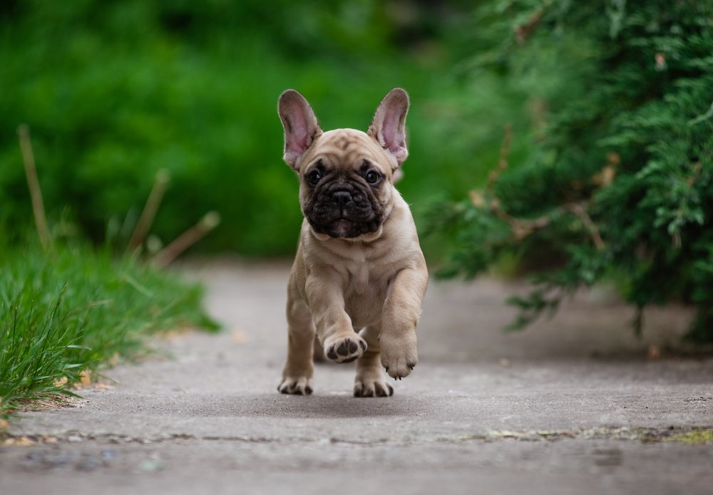 Photograph by Наталья Маурэ Гондрэ