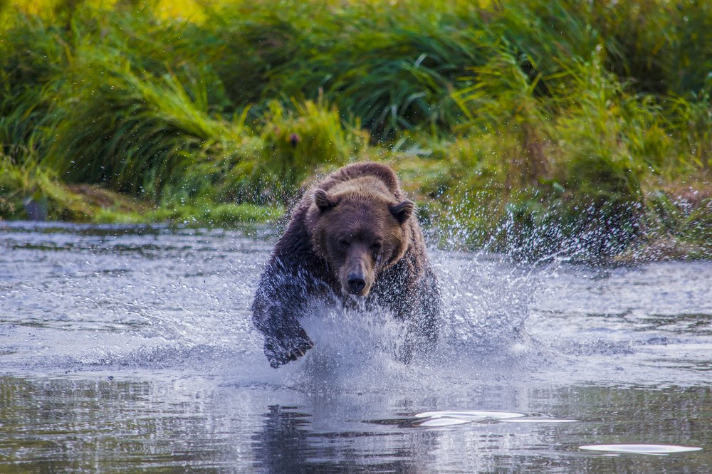 Бурый рыбак