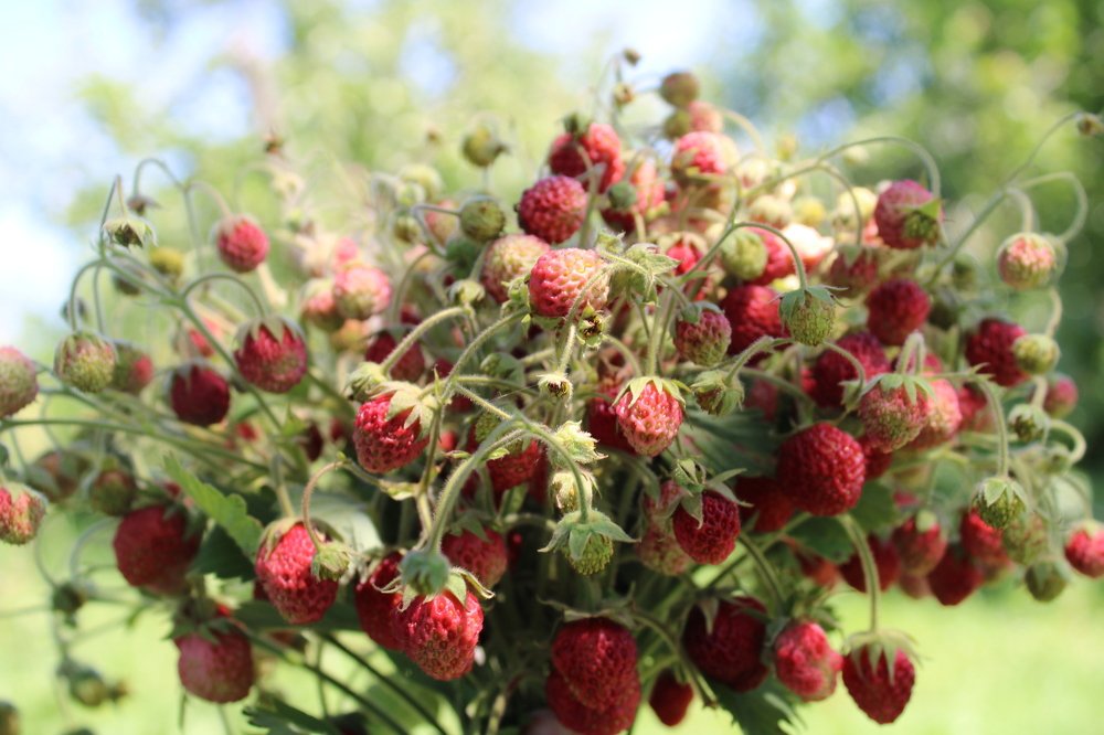 Photograph by Юлия Чурина