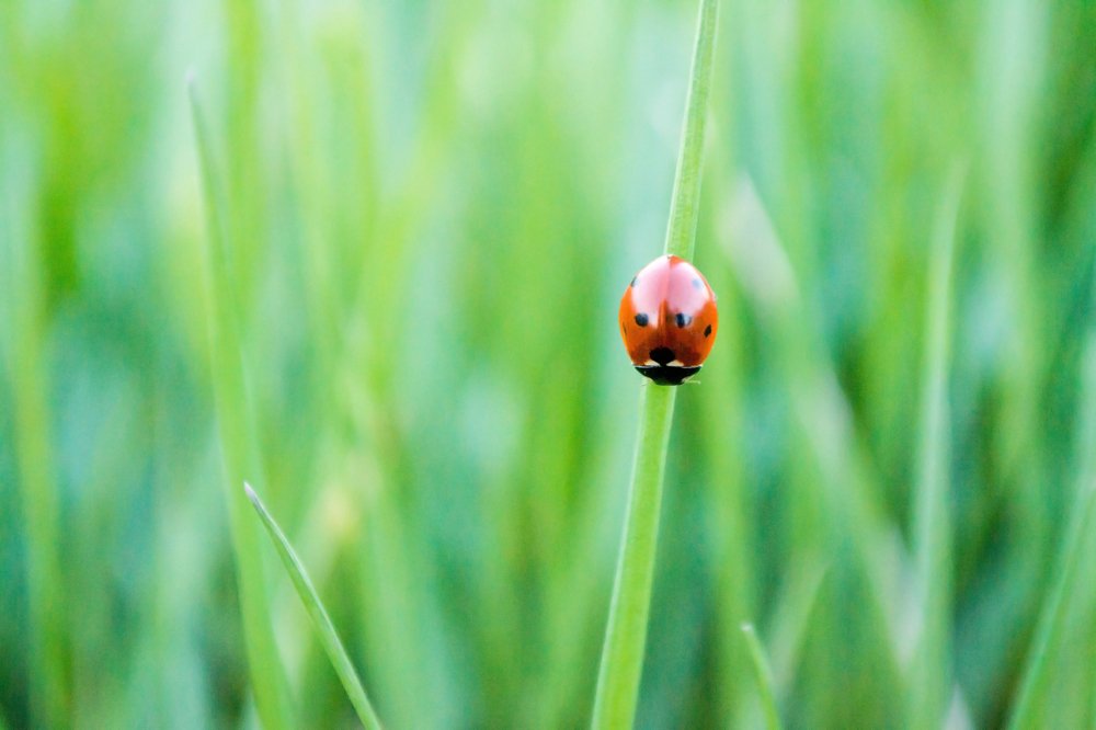 ladybug