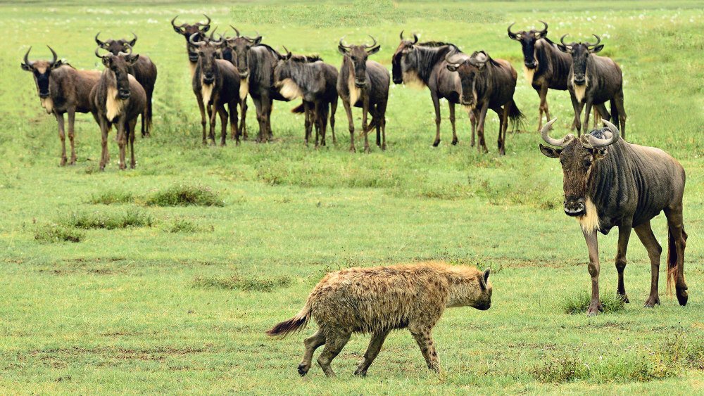 Photograph by PADMANABHA KG