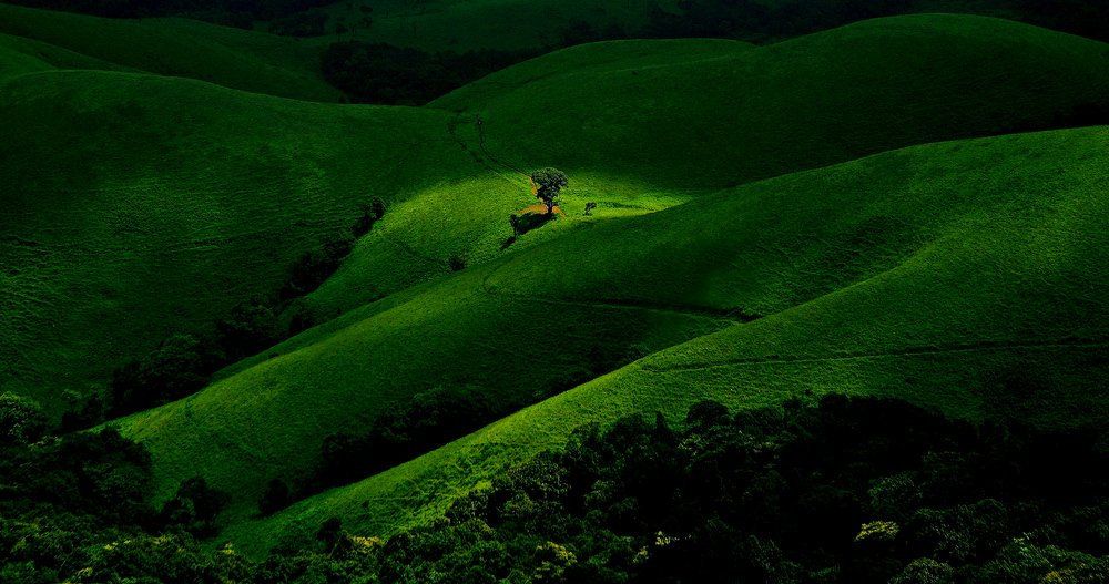 Photograph by PADMANABHA KG