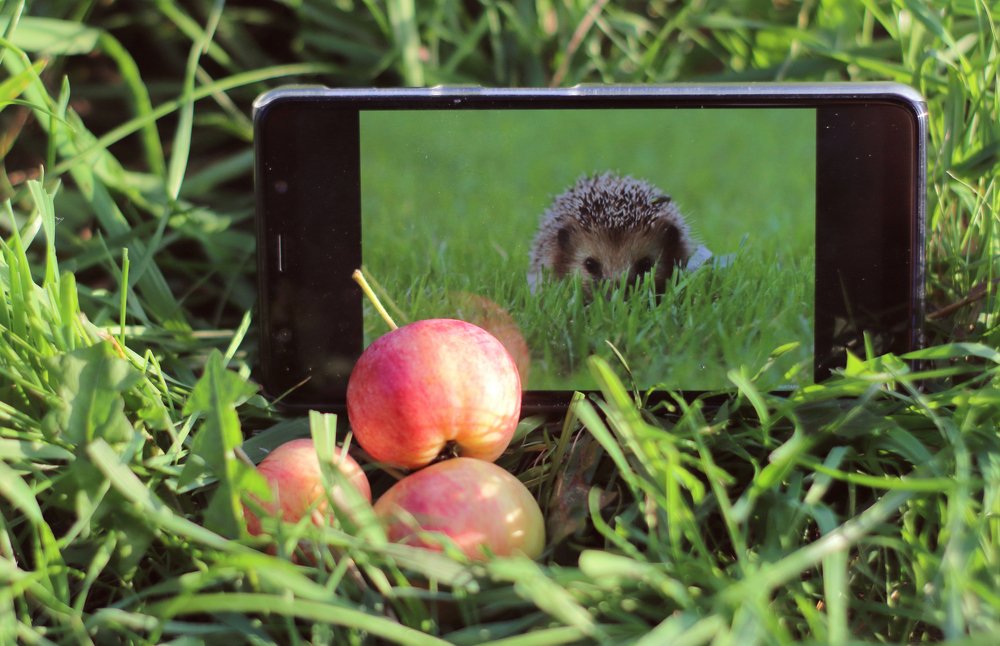 Photograph by Эльза Давлеева