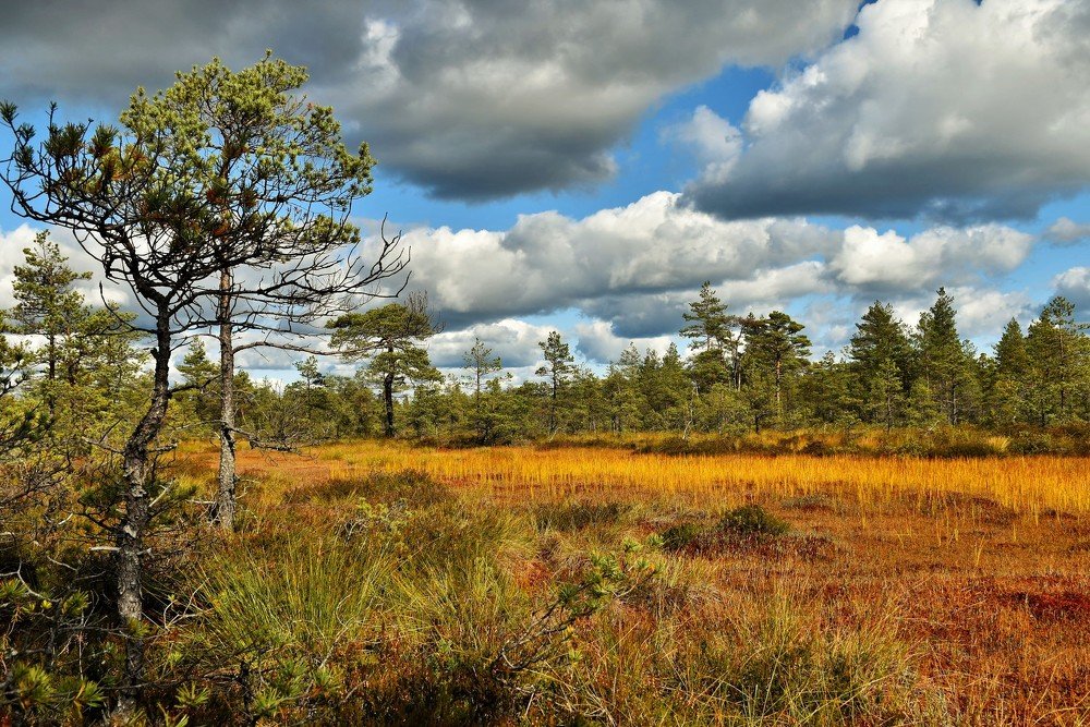 Photograph by Ija Reiman