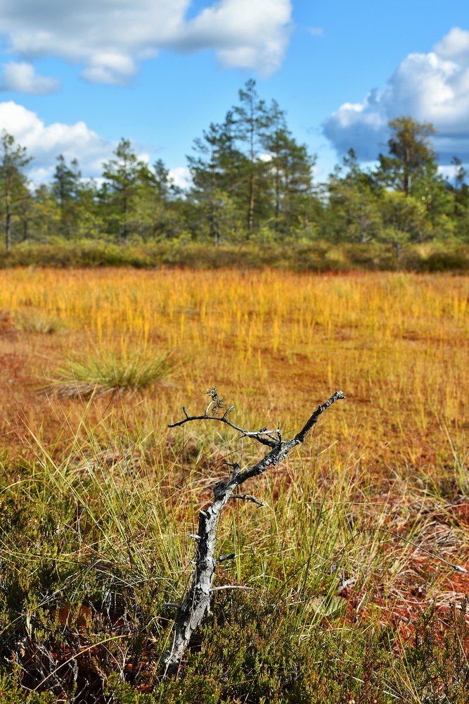 Photograph by Ija Reiman