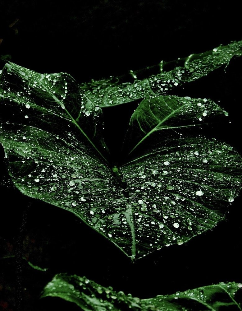 Photograph by Germán Garibay