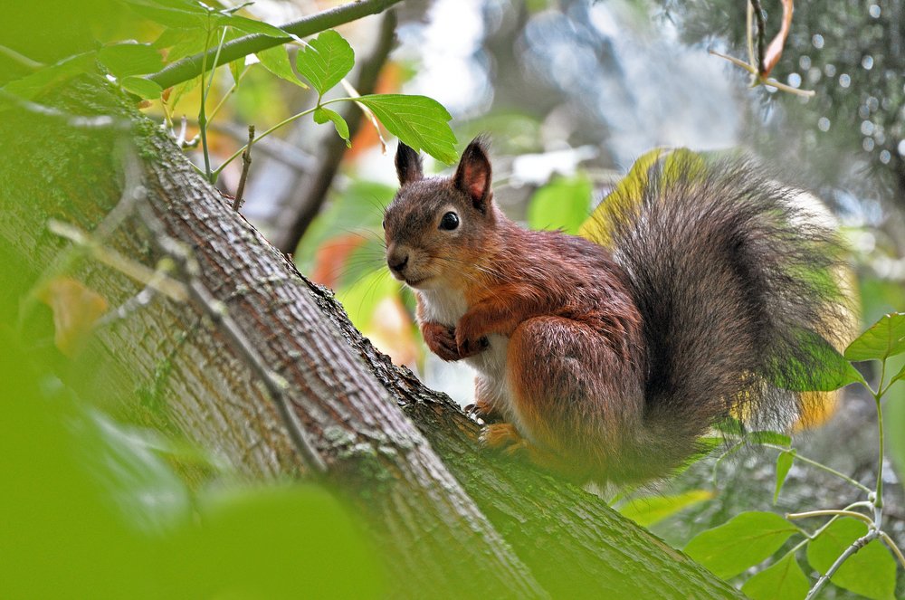 Фотография автора Антип