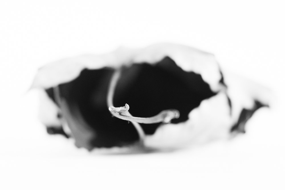 Photograph by Алёна