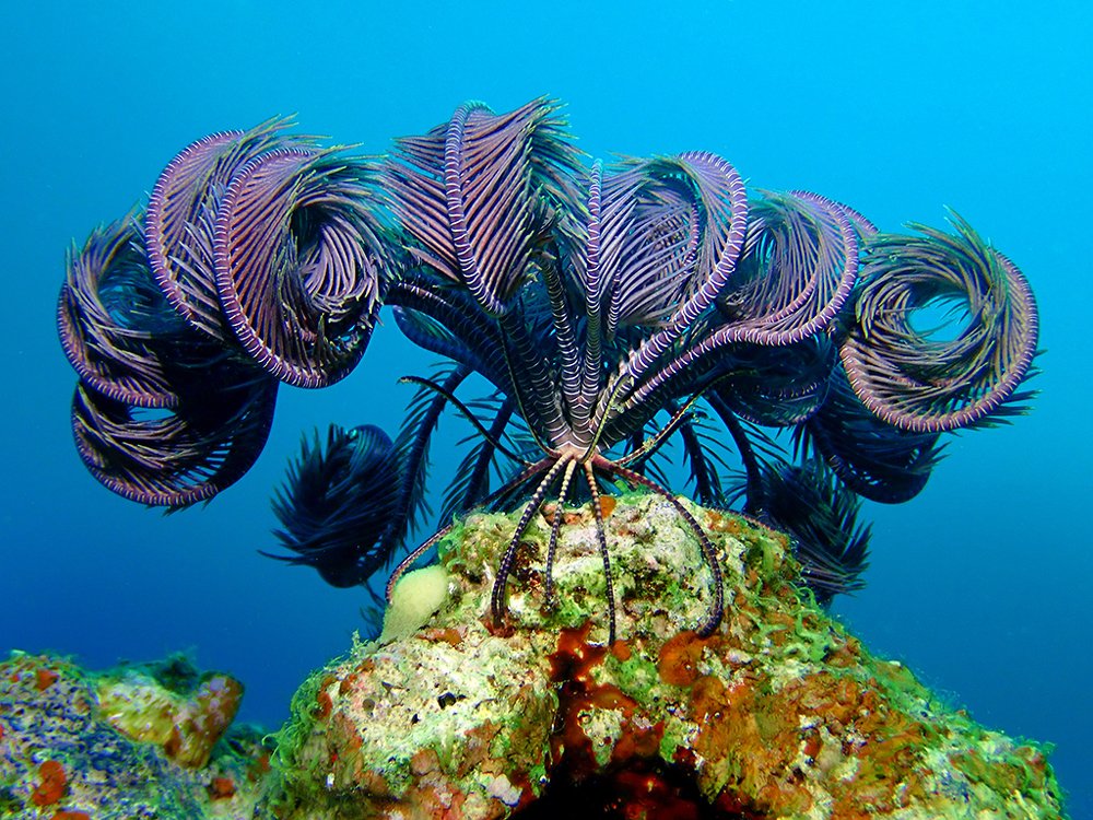 Морская лилия