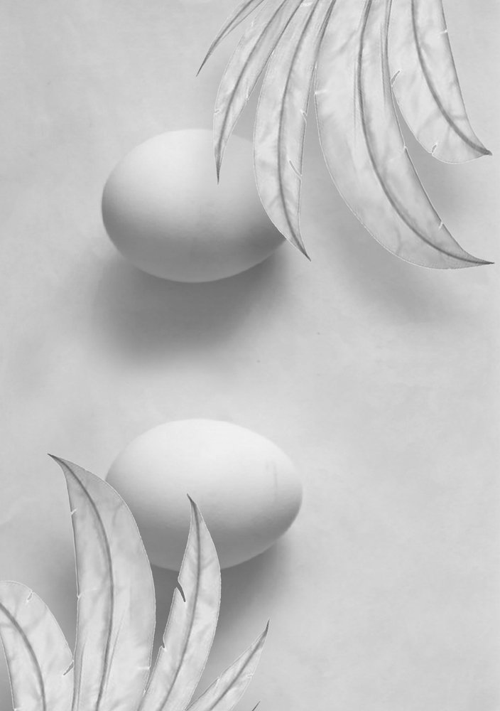 Photograph by pegah pouresmaeil