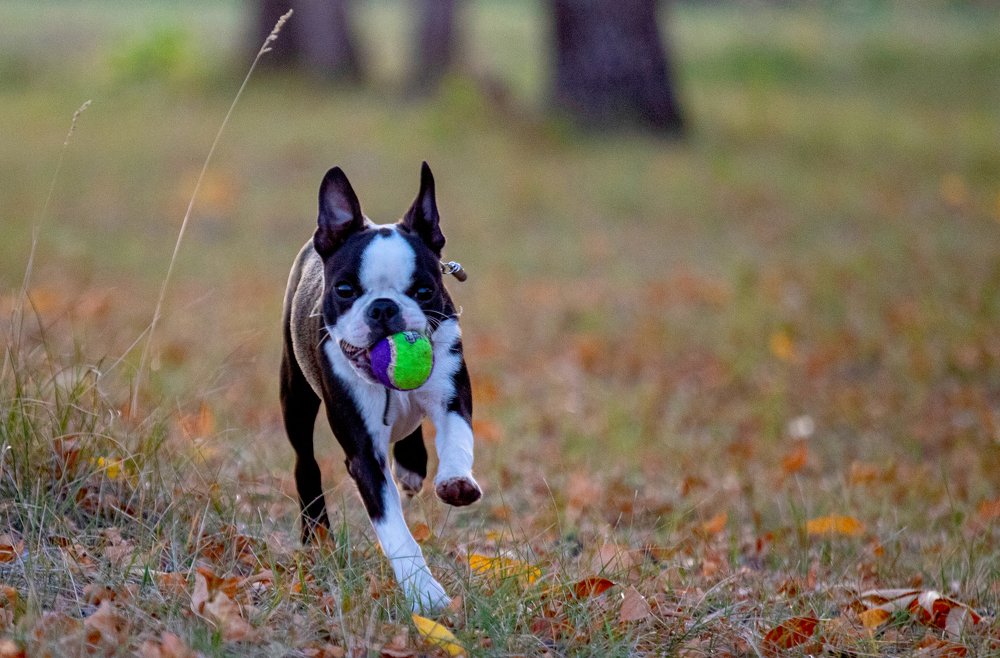 Осенний вальс-Бостон