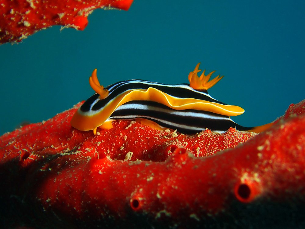 Голожаберный моллюск - хромодорис