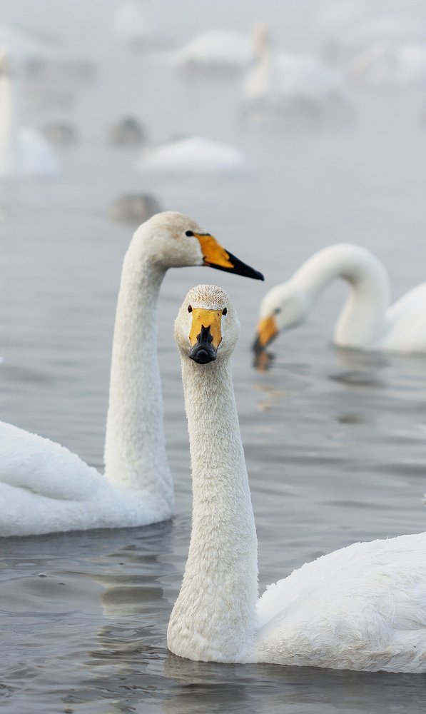 Photograph by Олъга