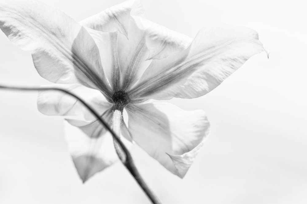 Photograph by Carmen Watkins