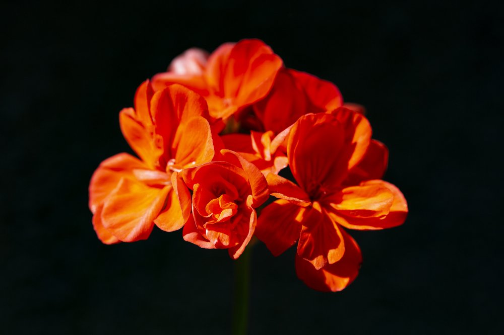 Photograph by Carmen Watkins