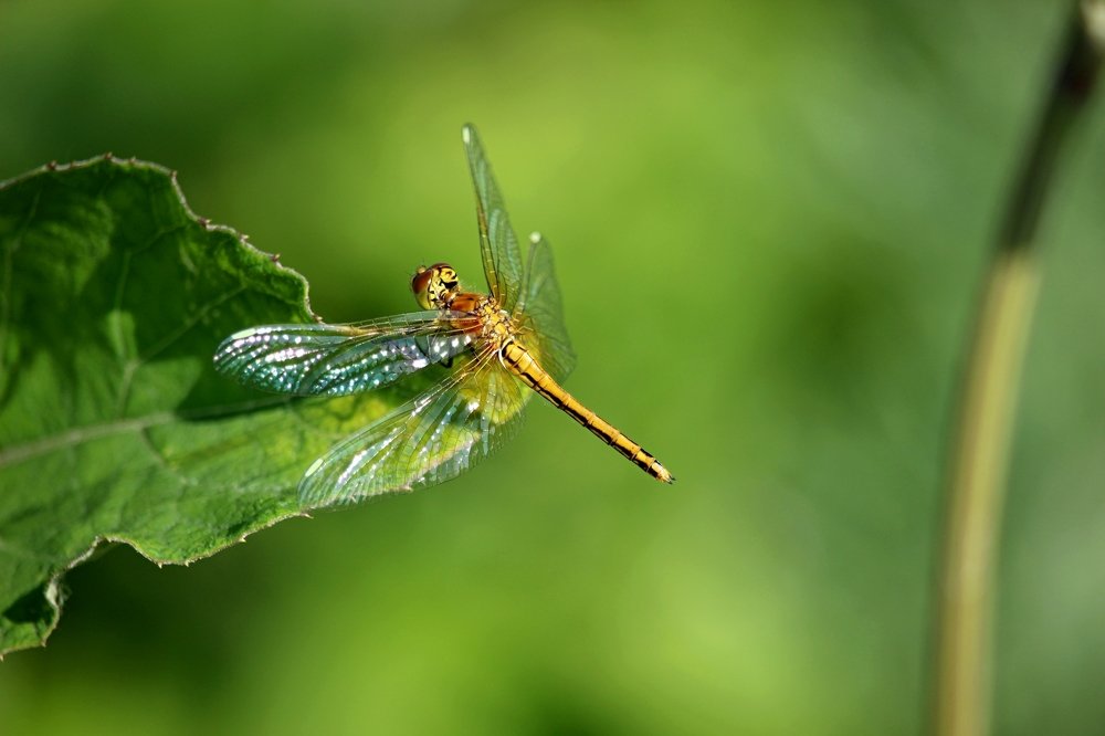 Photograph by 