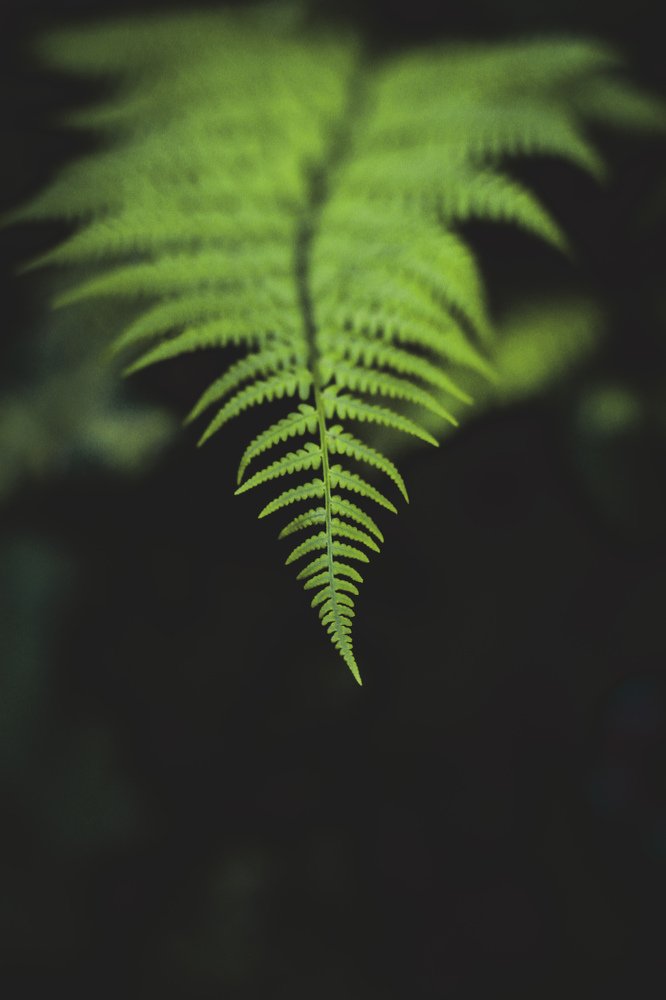 Photograph by Navid Tahmasbi