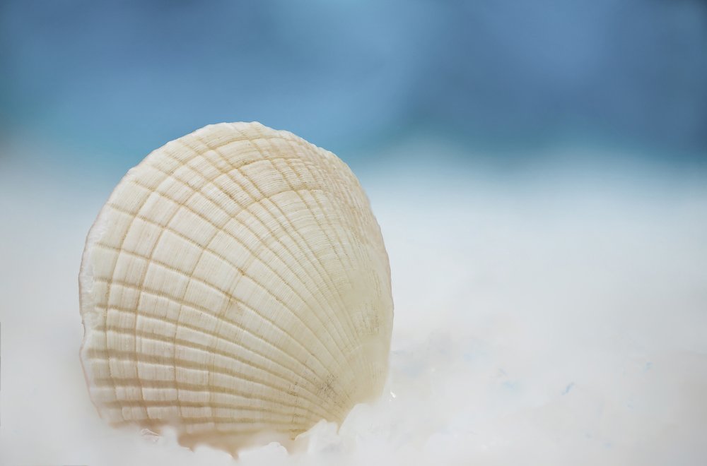 seashell