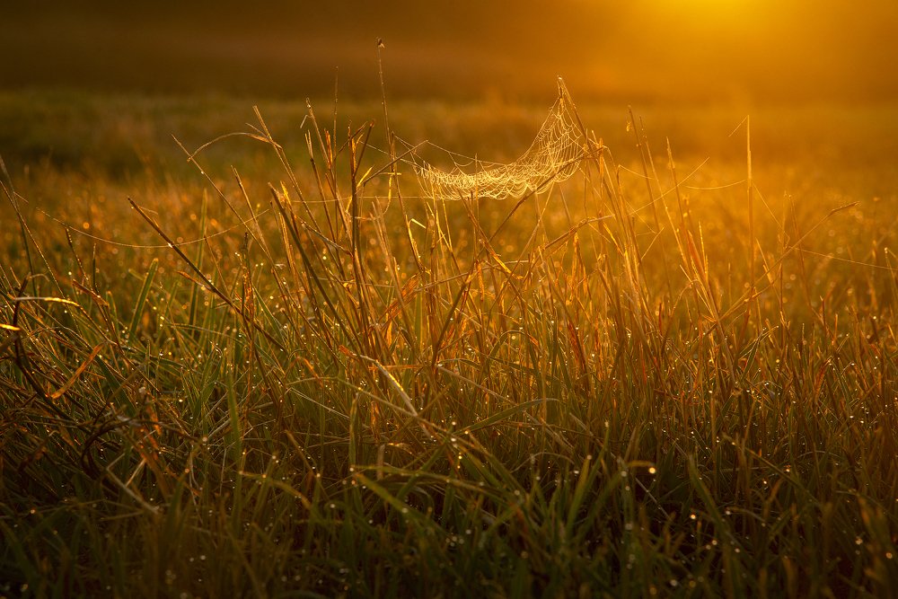 Photograph by Михаил Карпов