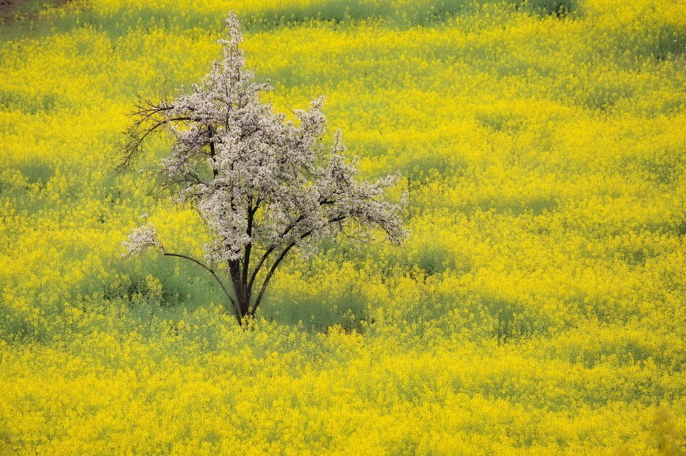 Photograph by mohammadreza behmaram