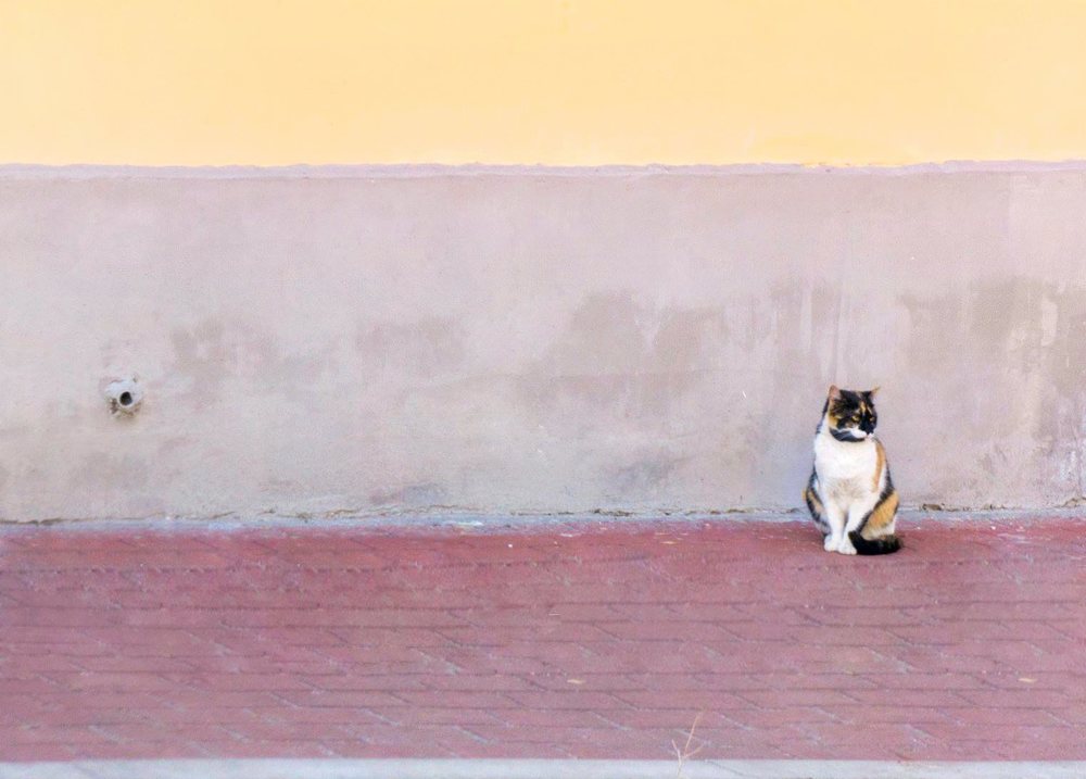 Photograph by Михаил Ханукович