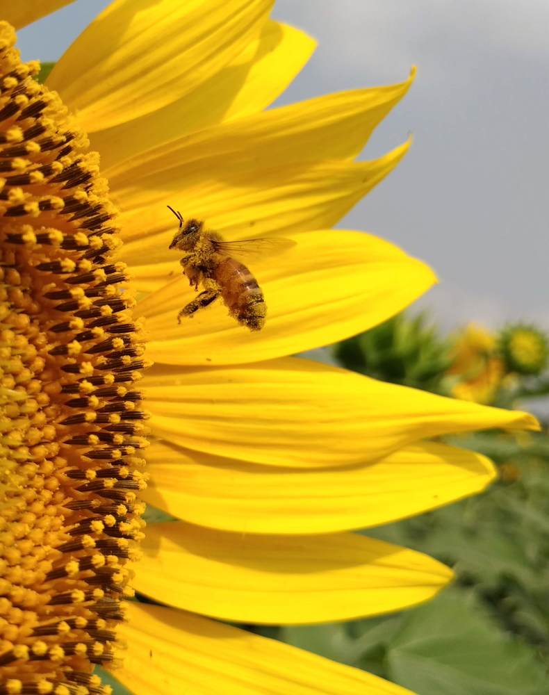 Photograph by Bistupada Mondal
