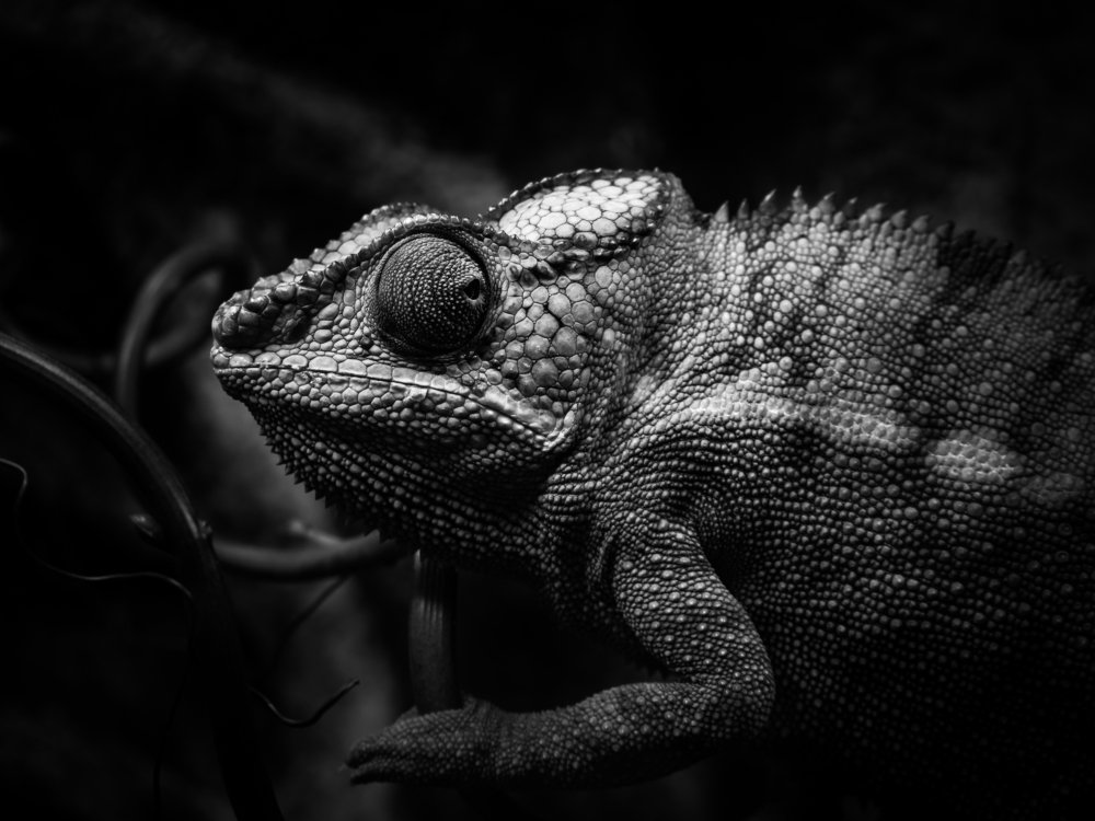 Chameleon b&w