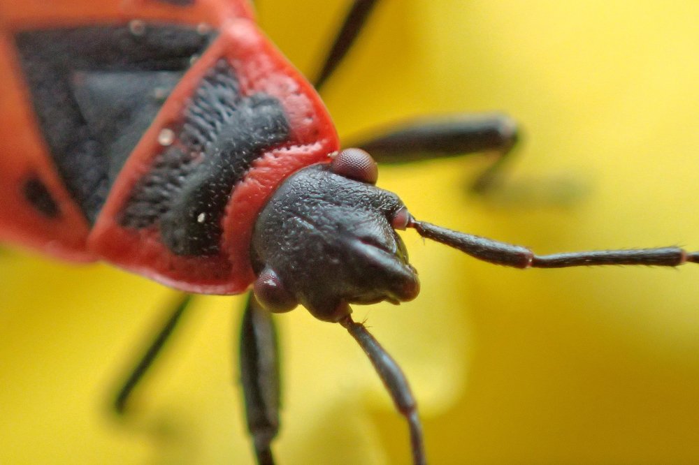 Любопытная мордашка