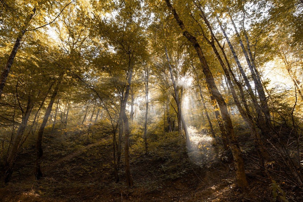 Прохладный лес