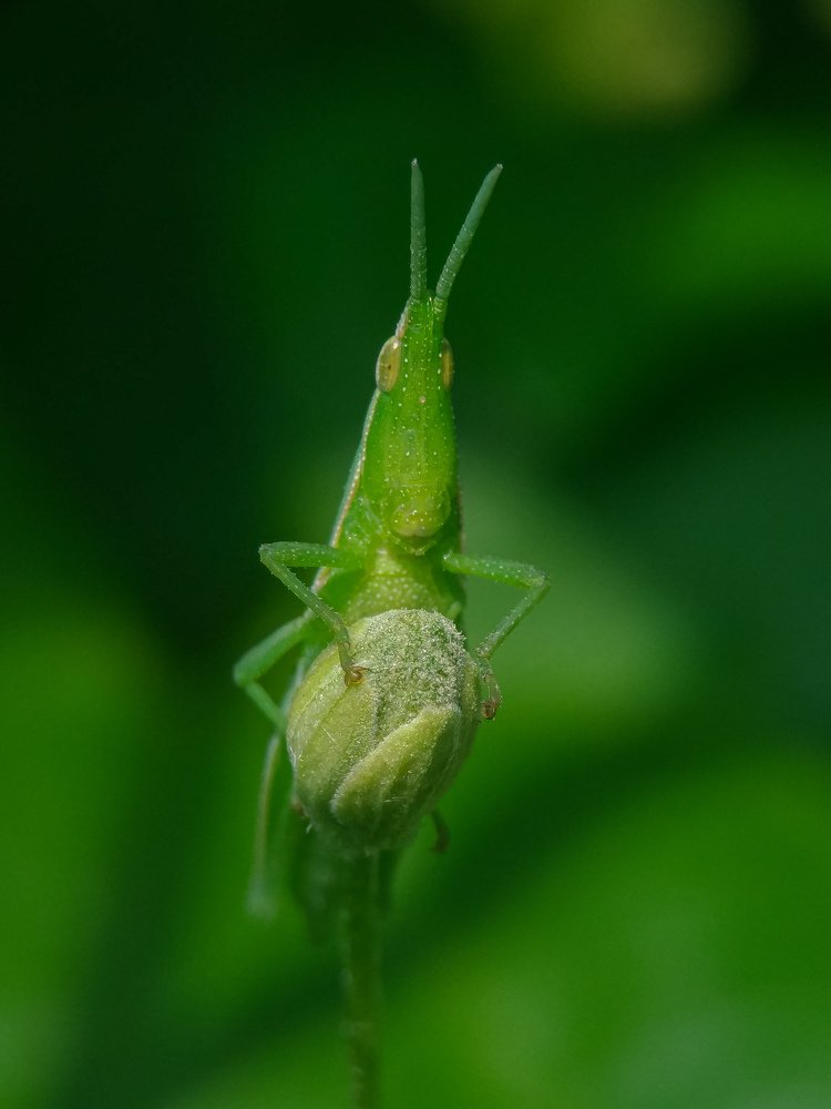 Photograph by Bistupada Mondal