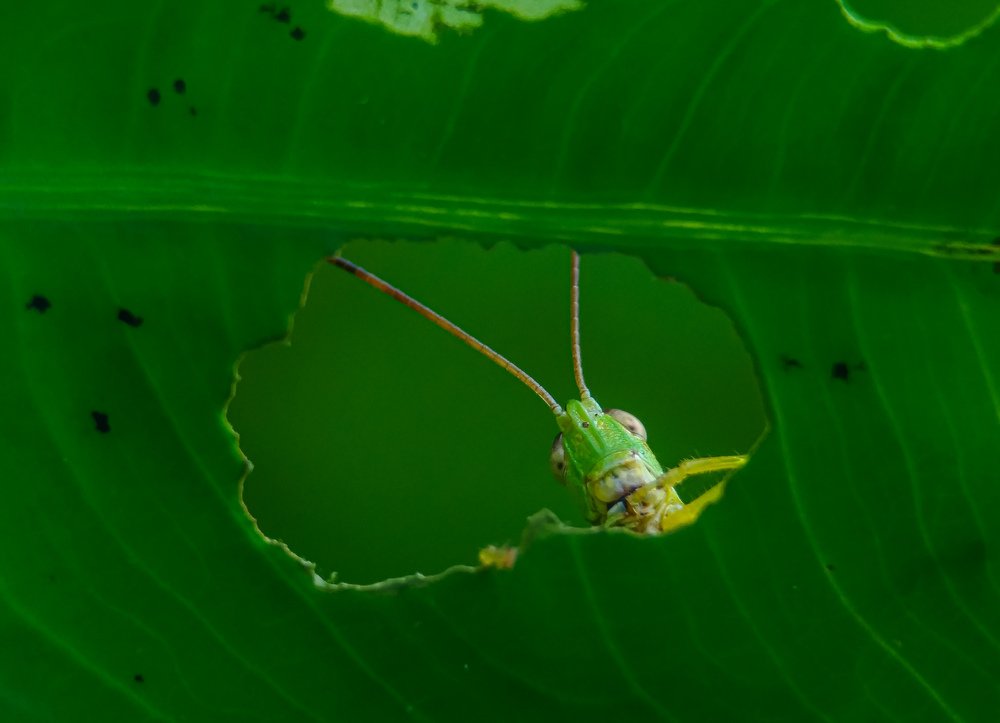 Photograph by Bistupada Mondal