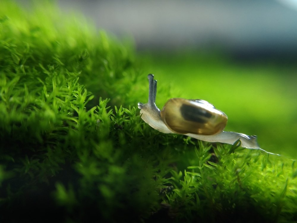 Photograph by Bistupada Mondal