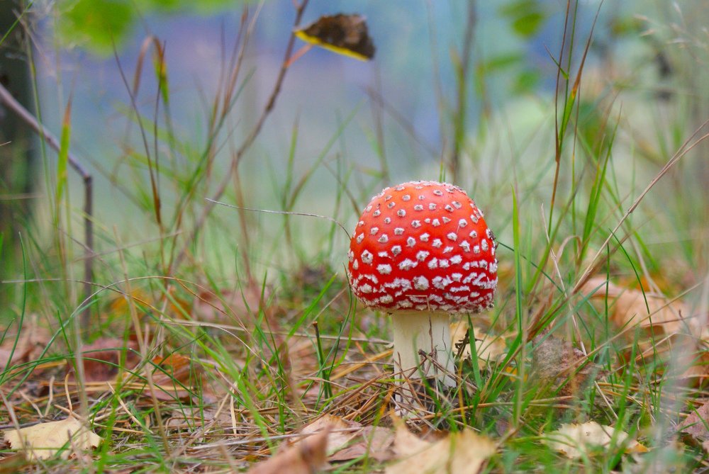 Photograph by Ольга Буракова