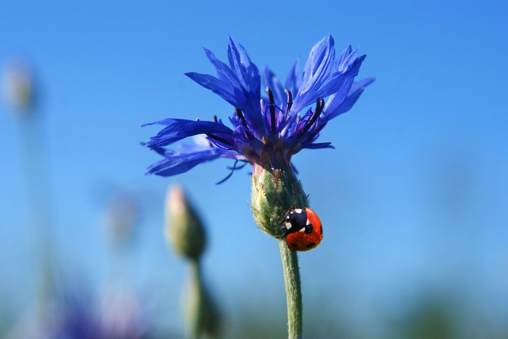 Photograph by Ольга Буракова