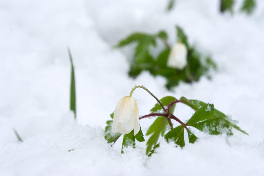 Photograph by Ольга Буракова