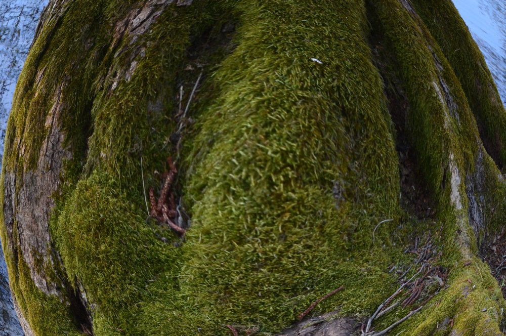 Photograph by Alvydas Ldk