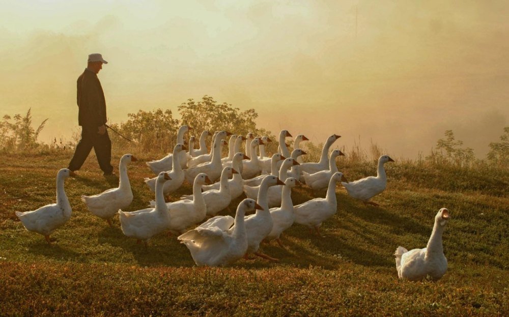 Photograph by Людмила Желтова