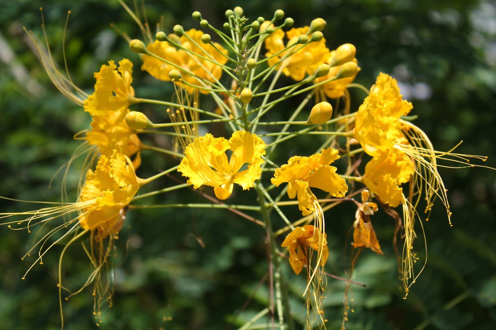 exótica flor mexicana