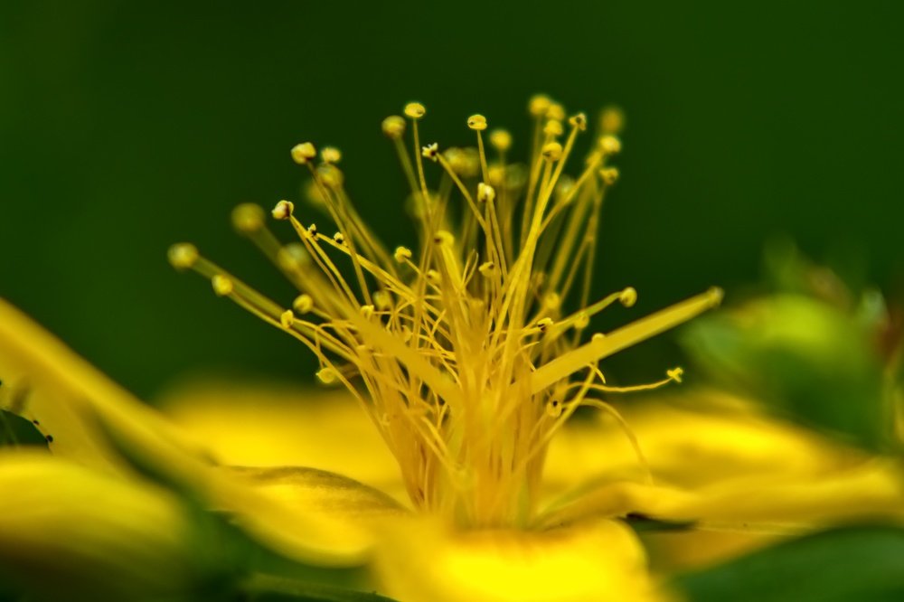 Photograph by Peter Pochyly