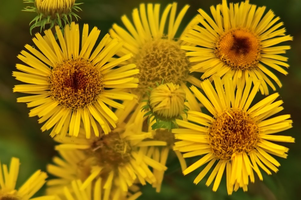 Photograph by Peter Pochyly