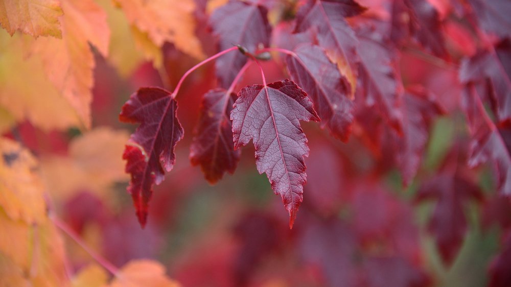Photograph by Максим Романцев