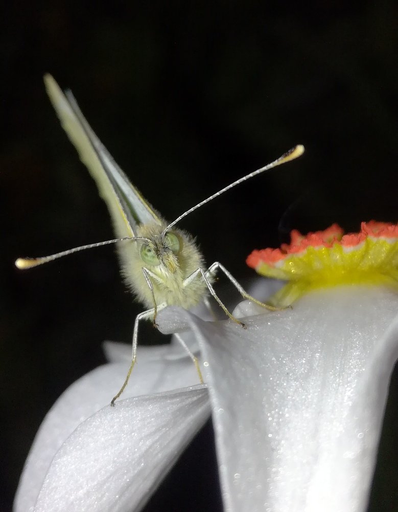 Photograph by Лилия