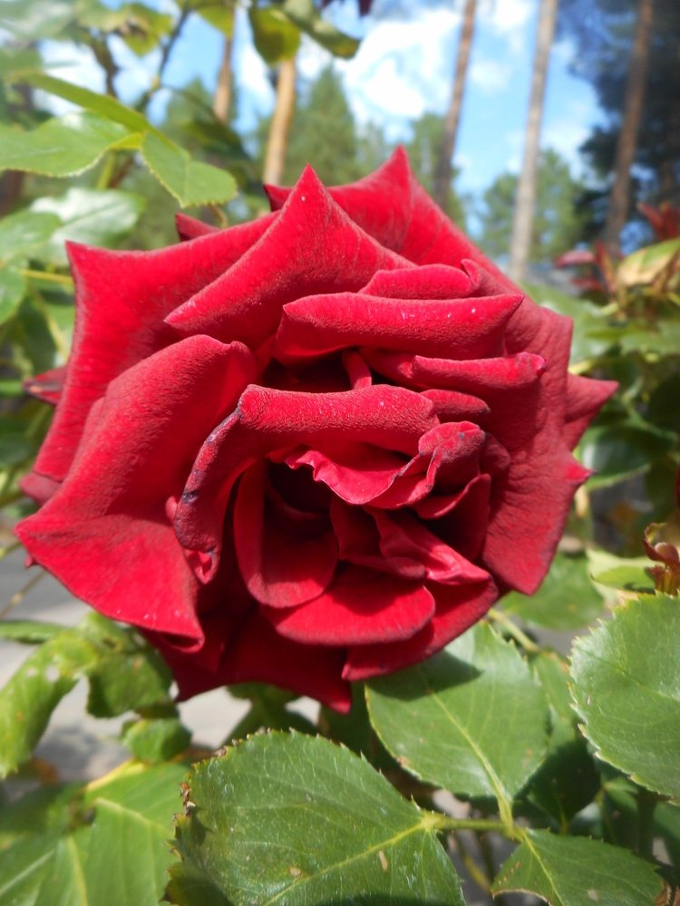 Photograph by Светлана Хоботова